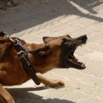 sennik  agresywny pies
