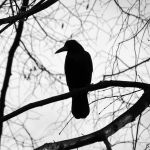sennik  czarne ptaki
