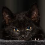 sennik  czarny kot