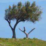 sennik  drzewo oliwne