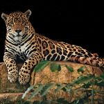 sennik  jaguar (dziki kot)