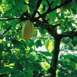 sennik  kakaowiec