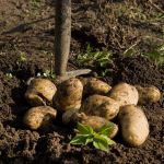 sennik  kopa ziemniaki