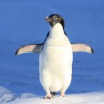 sennik  pingwin