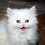 sennik  biały kot
