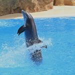 sennik  delfin