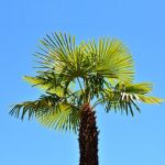 sennik  drzewo palmowe