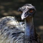 Emu