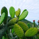 sennik  kaktus