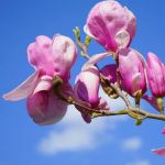 sennik  magnolia