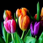 sennik  tulipany
